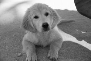 responsabilidad civil daños animales