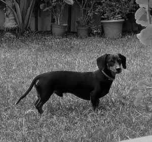 animales cosas o seres sintientes