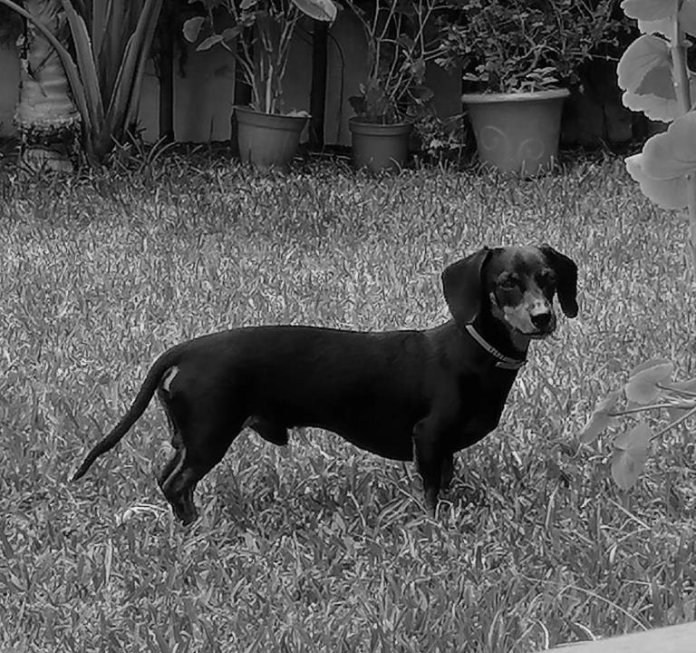 animales cosas o seres sintientes