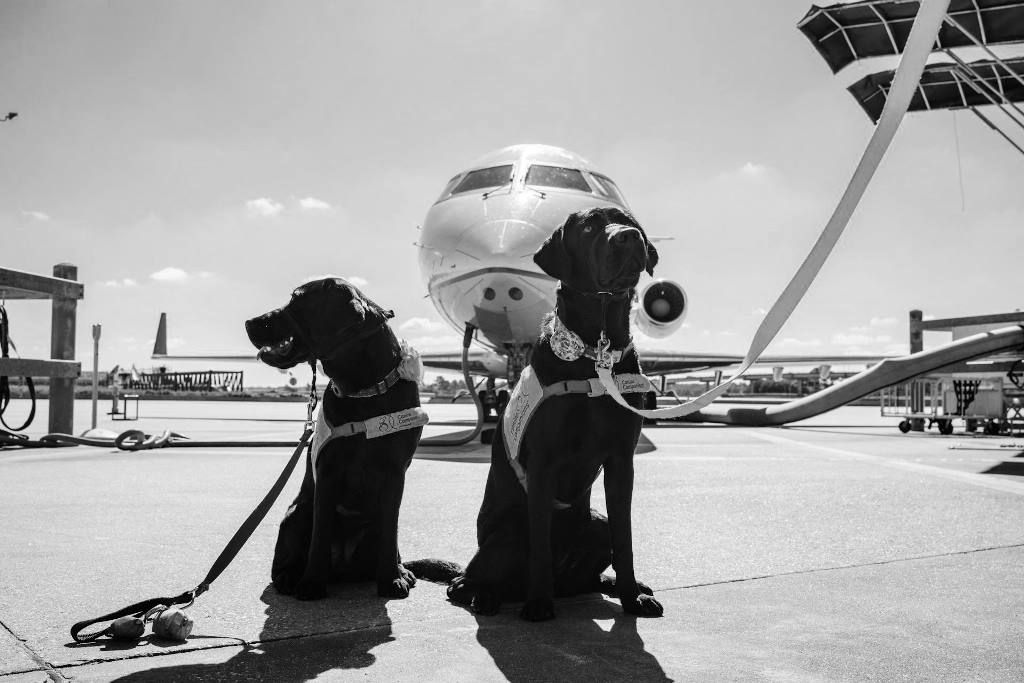 compañías aéreas pérdida animales de compañía indemnización
